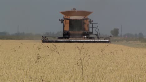 Rice-field-during-harvest-with-harvester,-California,-USA