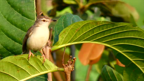 Hermoso-Del-Pájaro-Lavandera-Gris,,