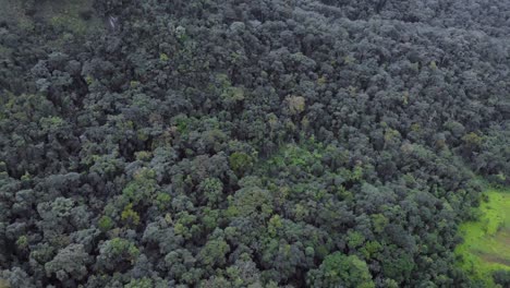 Pan-Horizontal-En-La-Selva-Brasileña