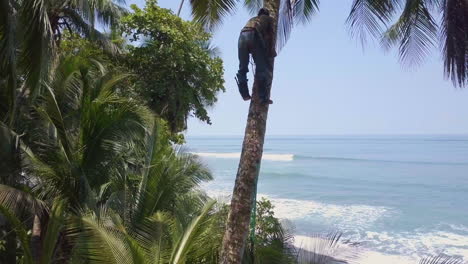 Toma-Aérea-Elevándose-Hasta-Un-Podador-De-árboles-Costarricense-Trepa-A-Una-Palmera-Alta-Sin-Cuerdas-De-Seguridad-Y-Un-Machete-Para-Podarla-Y-Cortar-Cocos-En-Las-Playas-De-Punta-Banco,-Costa-Rica