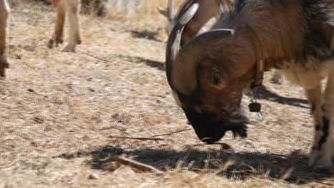 Close-up-of-goats-on-a-farm