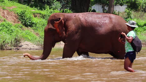 Elefant-Läuft-Durch-Den-Fluss-Und-Hebt-Seinen-Rüssel