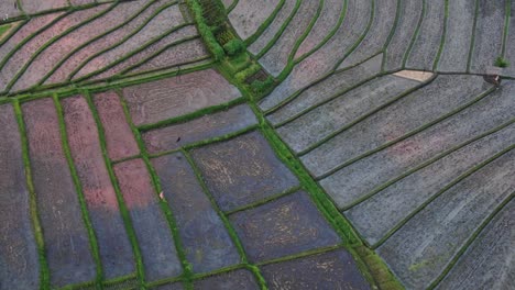 Vista-Aérea-De-Los-Campos-De-Arroz-Al-Atardecer-Con-Reflejo-Dorado