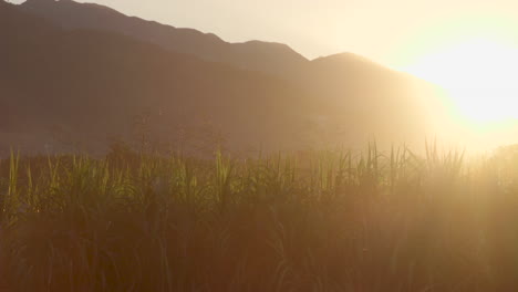 Haitianische-Ernten-Bei-Sonnenaufgang-Mit-Bergen-Im-Hintergrund