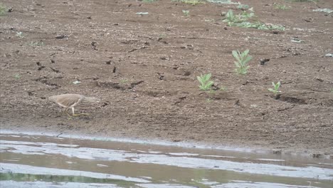 Black-crowned-Night-Heron-.Black-crowned-Night-Heron-