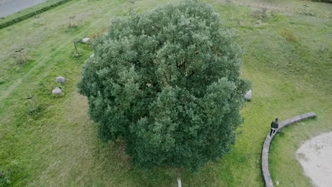 Hombre-Caminando-Juguetonamente-Alrededor-De-Un-Gran-árbol-En-Un-Parque,-Tiro-De-Drones