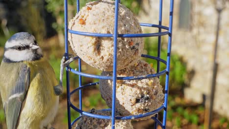 Close-up-slow-motion-shot-of-a-Blue-tit-eating-fat-balls-from-a-bird-feeder