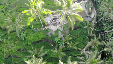 A-person-swinging-on-a-large-swing-between-palm-trees-and-rice-terraces-in-Bali