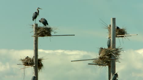 Un-Grupo-De-Nidos-Para-Una-Bandada-De-Grandes-Garzas-Azules-Anidando-En-Un-Refugio-De-Aves-Y-Cuidando-A-Sus-Nuevos-Bebés