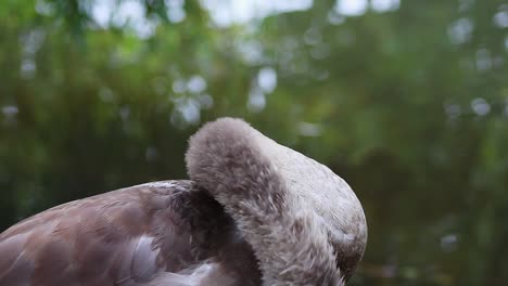 Nahaufnahme-Des-Juvenilen-Höckerschwans---Cygnus-Olor--,-Der-Sich-Am-Ufer-Des-Flusses-Pflegt