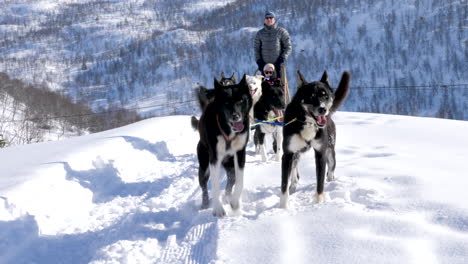 Static-shot,-of-a-man-and-son,-on-a-sledge,-while-dogs-jumps-around-in-front,-ready-to-drag,-on-a-sunny,-winter-day,-Norway