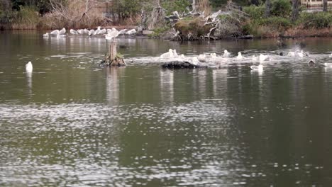 Un-Grupo-De-Gaviotas-Occidentales-Bañándose-En-Un-Arroyo-Poco-Profundo-Que-Desemboca-En-El-Océano