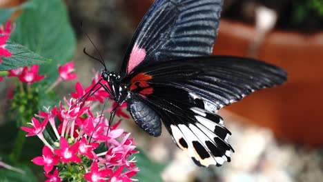 Mariposa-Cola-De-Especie-Con-Manchas-De-Rubí-Bebiendo-Néctar-De-Una-Flor-De-Color-Rosa-Intenso