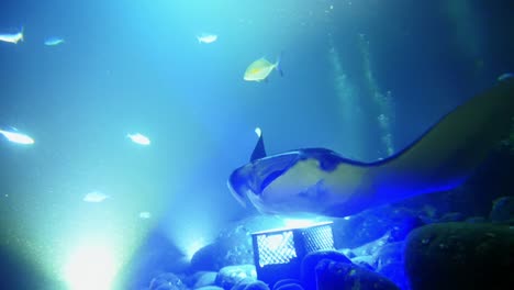 This-is-a-clip-taken-from-a-night-Scuba-Dive-in-Hawaii-with-a-meter-Manta-Ray