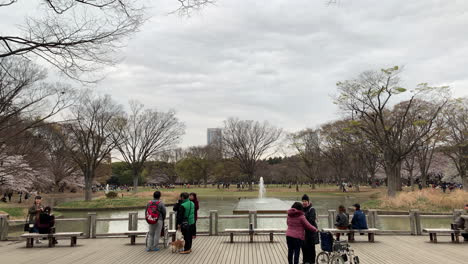 Panoramic-of-a-cherry-tree-at-a-lake-and-people-on-a-park-bench-at-Yoyogi-Park