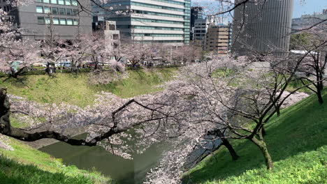 Cielo,-Hierba,-Cerezos,-Foso,-Calle-Y-Edificio-En-El-Parque-Chidorigafuchi