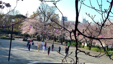 Grupo-De-Estudiantes-Adultos-De-Tai-Chi-Practicando-En-El-Parque-Asukayama-Con-Flores-De-Cerezo