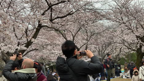 La-Gente-Toma-Fotografías-En-Primer-Plano-Con-Una-Flor-De-Cerezo-Rosa-En-El-Parque-Yoyogi