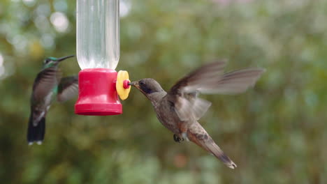 Un-Par-De-Colibríes-Alimentándose-De-Un-Comedero-En-Los-Jardines-De-Mindo-Ecuador