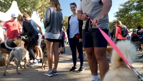 Millones-De-Patas-Caminando,-Paseando-Perros-En-Southbank,-Brisbane-2018---Parque-Para-Perros,-Paseando-Perros-Con-El-Dueño---Personas-En-áreas-Públicas