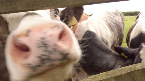 Zeitlupenaufnahme-Einer-Milchkuh,-Die-Versucht,-Die-Kamera-Durch-Einen-Holzzaun-Im-Ländlichen-Yorkshire-Zu-Lecken