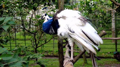 Blauer-Pfau,-Pfauenhuhn,-Der-Auf-Einem-Baum-Steht