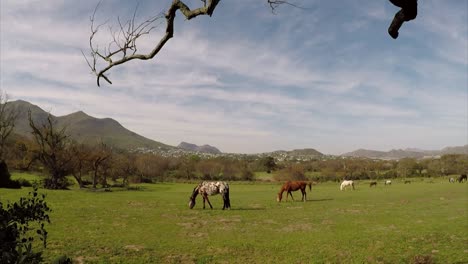 Horses-grazing-in-a-line-on-the-Noordhoek-Common-in-Cape-Town,-South-Africa