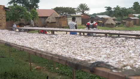 Los-Africanos-En-Una-Aldea-Rural-De-Uganda-Se-Paran-Alrededor-De-Un-Conjunto-De-Estantes-De-Secado-Con-Peces-Pequeños-En-Ellos