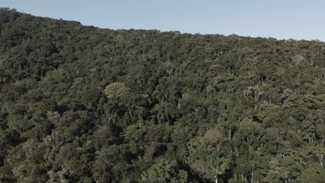 Primer-Plano-Disparo-De-Drone-4k-Bosque-Denso