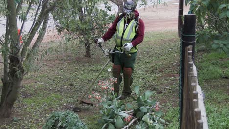 Comer-Hierba-A-Lo-Largo-Del-Borde-De-La-Carretera-En-Un-Pequeño-Pueblo-De-Sudáfrica