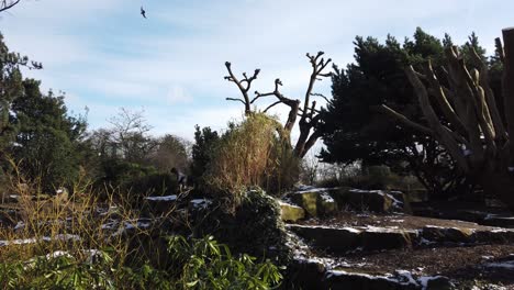 Child-playing-hide-and-seek-Regents-park-London-sunny-winters-day