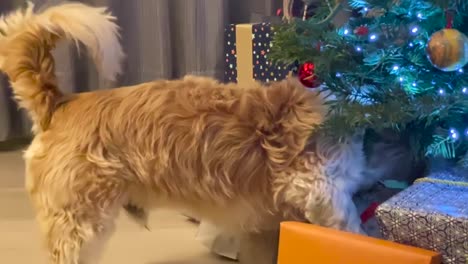 Perro-Lindo-Y-Encantador-Que-Busca-Debajo-Del-árbol-De-Navidad,-Escena-Del-Hogar-Familiar-De-Navidad