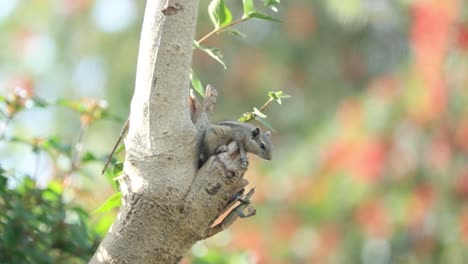 La-Ardilla-Se-Sienta-En-El-Hueco-Del-árbol-Y-Come-La-Nuez