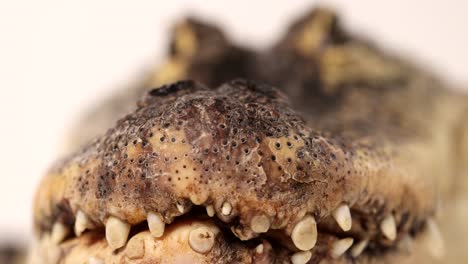 alligator-macro-of-snout-nose-slomo-handheld