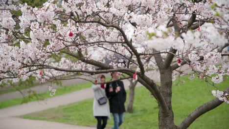 Pétalos-De-Sakura-Rosa-Balanceándose-En-El-Viento-Con-Gente-Caminando-En-El-Parque-De-árboles-De-Sakura-De-Vilnius