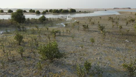 Dubai-Hat-Jetzt-Offiziell-Einen-Mangrovenwald-Im-Herzen-Der-Stadt.-Der-Mangrovenwald-Wird-In-Den-Emiraten-Korallenriffe,-Mangroven,-Seegraswiesen-Und-Einen-Natürlichen-Strand-Umfassen