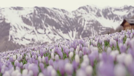 Blumen-Auf-Einer-Bergwiese-Und-Berge-Im-Hintergrund