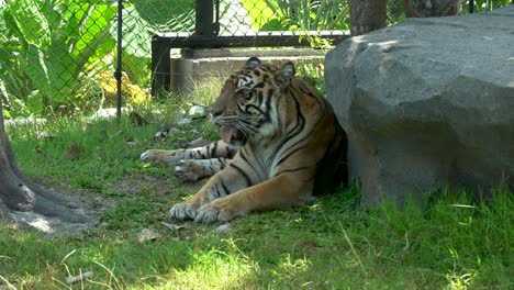 Tigre-De-Sumatra-Descansando-A-La-Sombra-De-Una-Roca,-Feliz-Ubicación-En-El-Zoológico,-Yogyakarta,-Indonesia