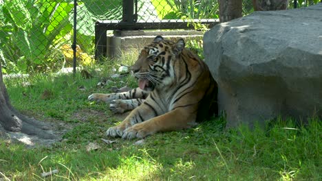 Sumatran-tiger-rest-in-shade-by-rock,-Gembira-Loka-Zoo,-Yogyakarta,-Indonesia