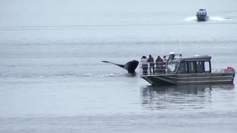 Ballena-Jorobada-Buceando-Y-Mostrando-Su-Aleta-Caudal,-Muy-Cerca-De-Un-Pequeño-Bote-Cerca-De-Sitka,-Alaska