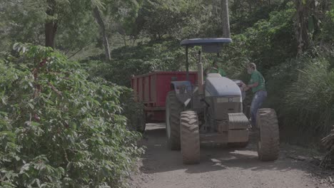 coffee-plantation-and-harvest-Mountain