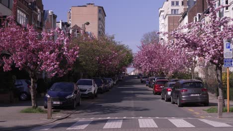 Cerezos-En-Flor-Durante-La-Primavera