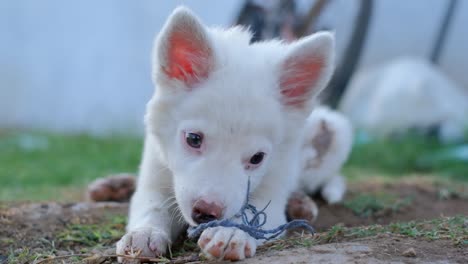 Funny-portrait-of-cute-smiling-puppy-dog-border-collie-holding-toy-ball-in-mouth