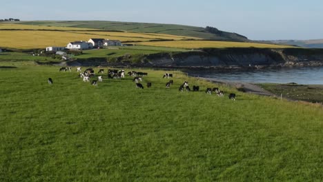 Noche-De-Verano-Sobre-Una-Granja-Costera-De-Ganado-En-Irlanda,-Un-Metraje-De-Aterrizaje-Aéreo