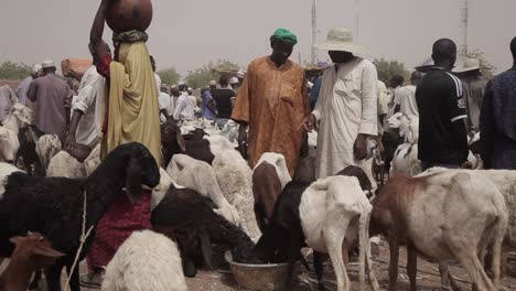 Mercado-De-Animales-En-El-Estado-De-Katsina