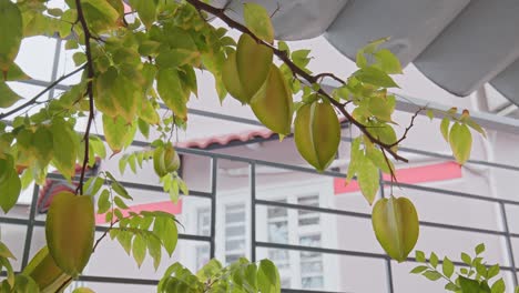 Star-fruit-in-the-garden-with-with-a-background-of-green-leaves-that-are-quite-lush-and-look-a-little-blurry_4K24fps