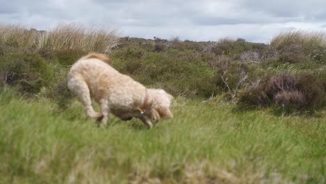 Slow-mo-of-dog-playing-fetch-at-top-of-Stanage-Edge,-Sheffield,-Peak-District,-England