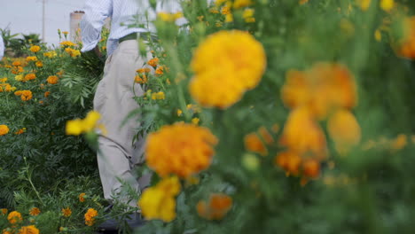 Rack-focus-close-up-from-a-beautiful-yellow-Marigold-flower-to-a-traditional-Mexican-farmer-hard-at-work,-his-blade-slicing-the-stems-as-he-cultivates-a-field,-Mexico