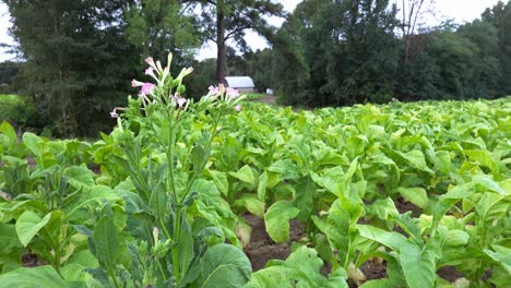 Tobacco-growing-in-a-field-in-southern-Orange-County,-North-Carolina