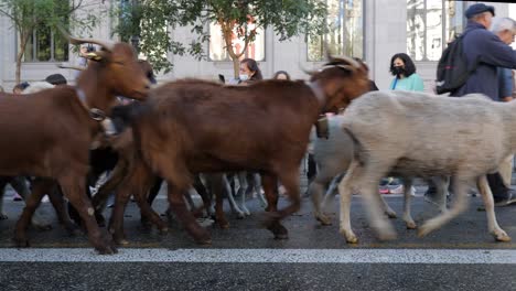 Más-De-1000-Ovejas-Caminan-Por-El-Centro-De-Madrid-Para-La-Fiesta-Anual-De-La-Trashumancia